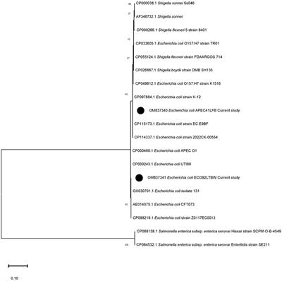 uspA gene-based phylogenetic analysis and antigenic epitope prediction for Escherichia coli strains of avian origin